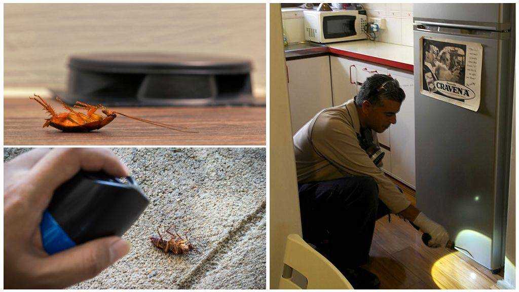 15 лучших способов избавиться от тараканов в домашних условиях быстро и навсегда