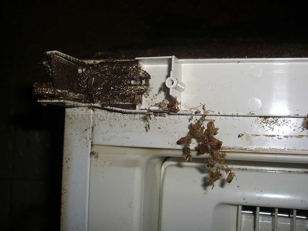 Как вывести тараканов в домашних условиях: из квартиры, дома, холодильника