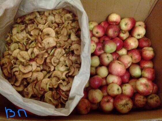 Сколько хранят сушеные яблоки. Хранение сушеных яблок. Яблоки в опилках. Сухая яблоня. Сушеные яблоки в банках.