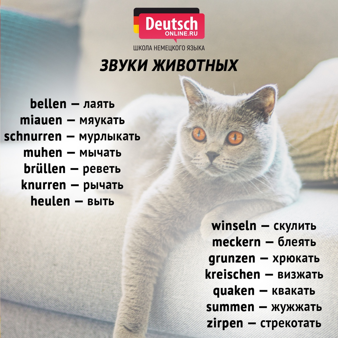 Как можно назвать рыжего котенка: имена для котов и кошек