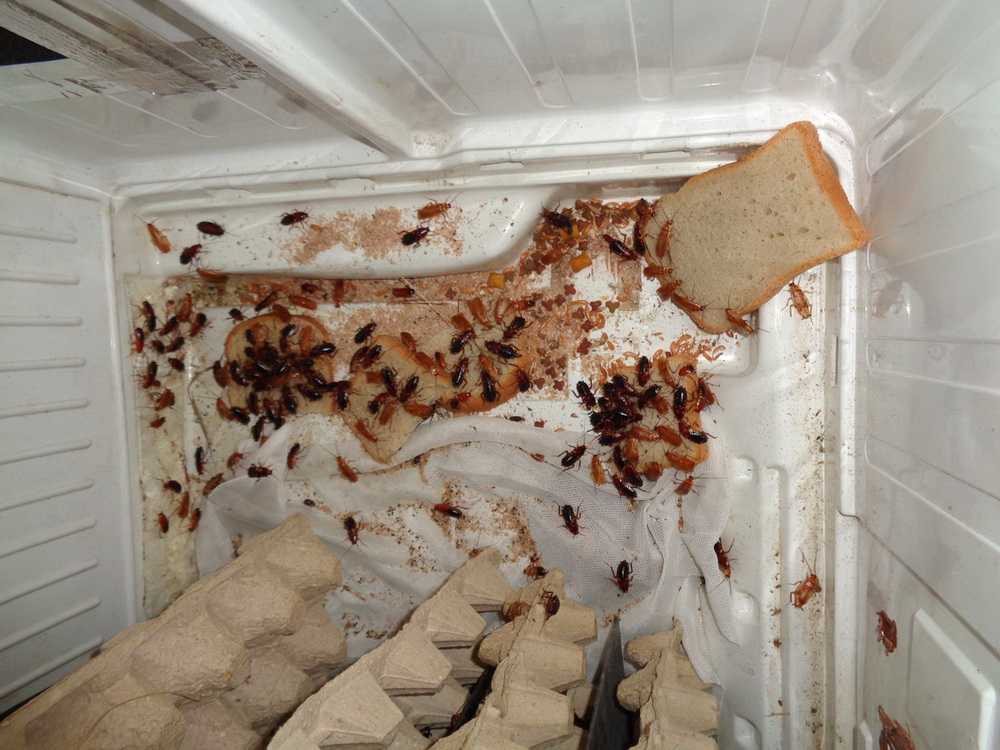 Как вывести тараканов из холодильника